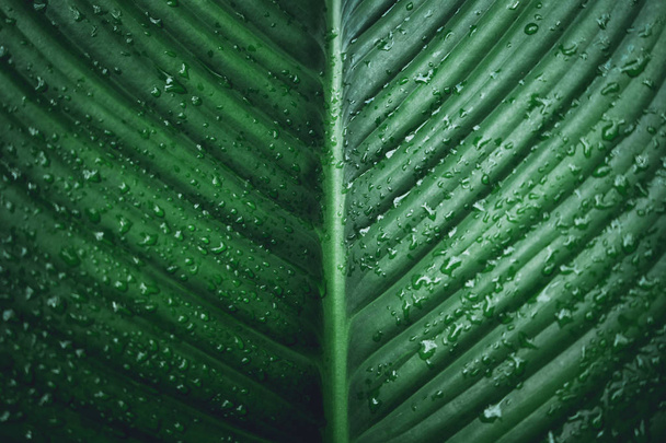 grünes Blatt Hintergrund dunkelgrüne Blätter - Foto, Bild