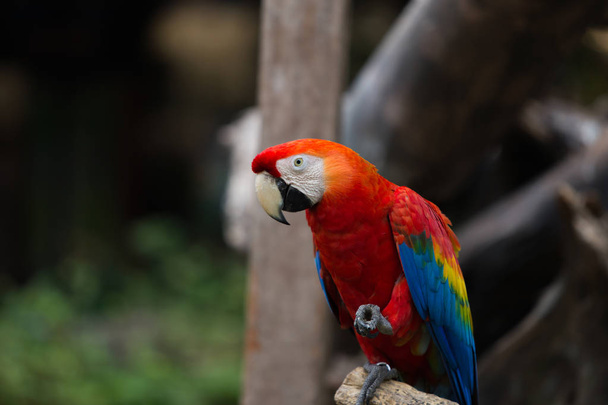 Πορτρέτο του πολύχρωμο μακώ παπαγάλος σταθεί σε ξυλείας στο ζωολογικό κήπο. - Φωτογραφία, εικόνα