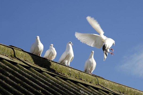 białe gołębie - Zdjęcie, obraz