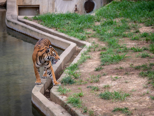 Le tigre de Sumatra Panthera tigris sondaica marche le long d'une barrière en béton dans une enceinte de zoo
  - Photo, image