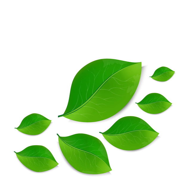green leaves on white background - Vector, Image