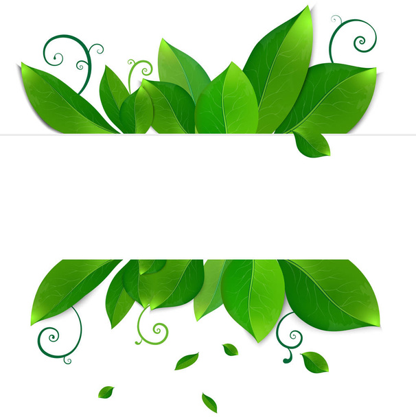 Fresh green leaves frame template with curling blank sheet paper design vector illustration - Vector, Image