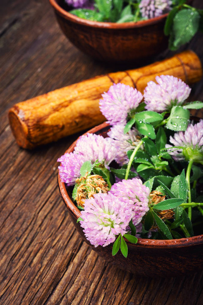 Clover or trefoil flower medicinal herbs.Healing herbs - Photo, Image