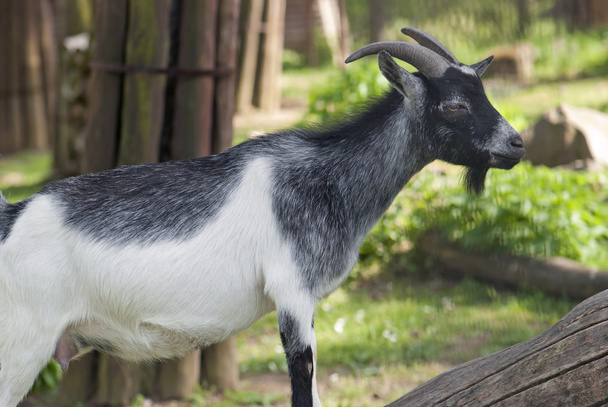Pygmy goat (Capra hircus) - Photo, Image