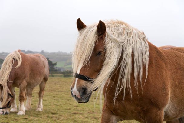 kůň na louce - Fotografie, Obrázek
