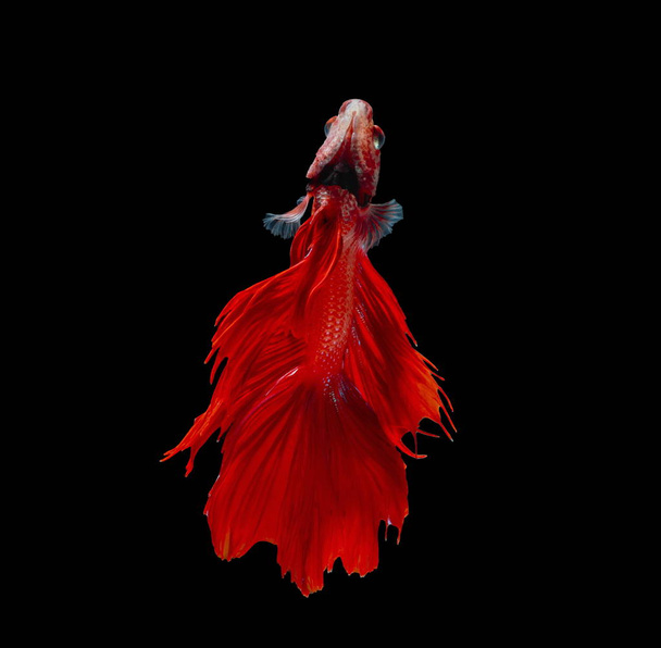 Kampffisch, roter Fisch auf schwarzem Hintergrund, siamesischer Kampffisch. - Foto, Bild