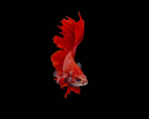 魚の戦い、黒の背景に赤い魚色のシャムの戦いの魚. - 写真・画像
