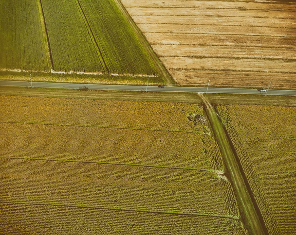 Downward aerial view of sunfloers meadow in summer season from drone. - Fotografie, Obrázek