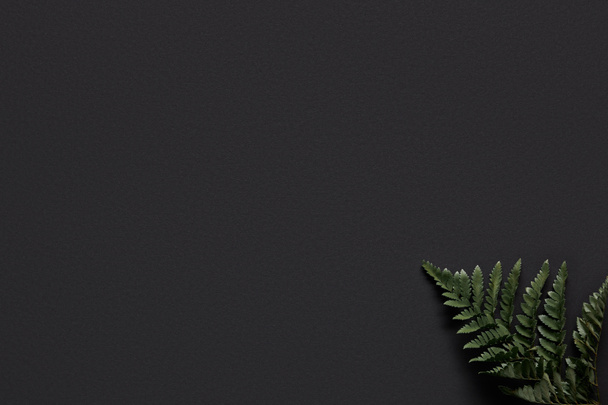 Green fern leaf on black background - 写真・画像