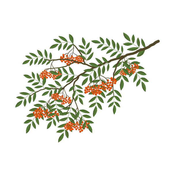 Vogelbeerenzweig auf weißem Hintergrund. Orangenbeeren mit grünen Blättern. Vektorillustration - Vektor, Bild