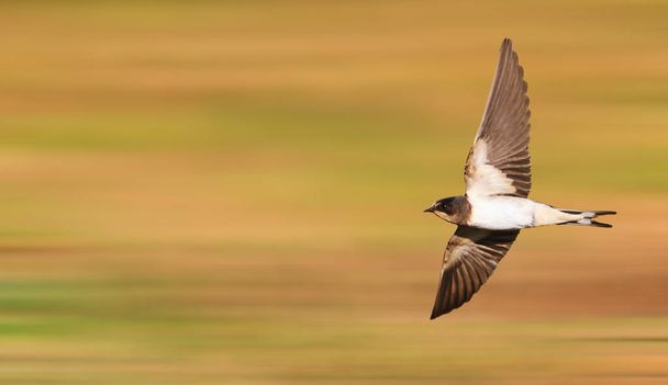 Junge Schwalbe fliegt schnell - Foto, Bild