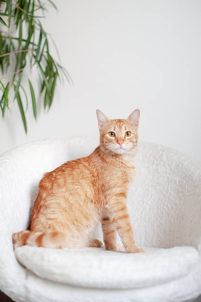 Red cat sitting on a white armchair - 写真・画像