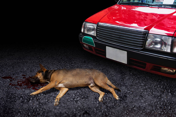 Auto geraakt de dood van de hond op de weg huisdieren ongeval schijf zorgvuldig - Foto, afbeelding