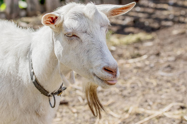 immagine di un animale domestico una capra bianca senza corno
 - Foto, immagini