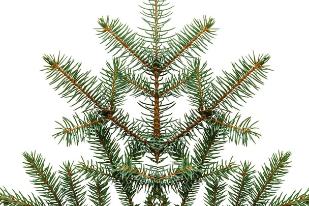 Branch of spruce on a white background. - Photo, Image