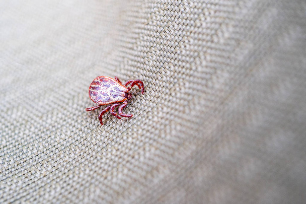 manchado de color rojo ixodid ácaro se arrastra a través del tejido, un animal peligroso
 - Foto, Imagen