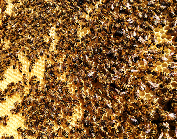 Zeshoek achtergrondstructuur, wax honingraat van een bee hive gevuld met gouden honing. Honingraat macrofotografie bestaande uit bijenwas, gele zoete honing van de Bijenkorf. Honing nectar voor bijen honeycombs - Foto, afbeelding