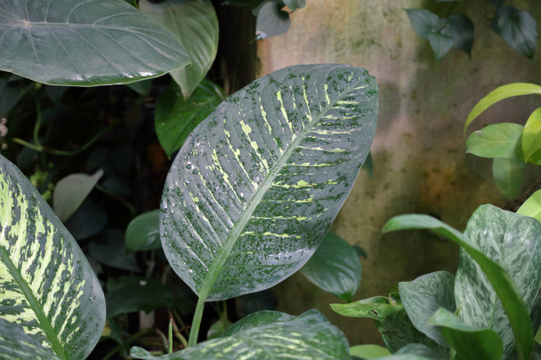 Feuille juteuse épaisse d'une grande plante verte
 - Photo, image
