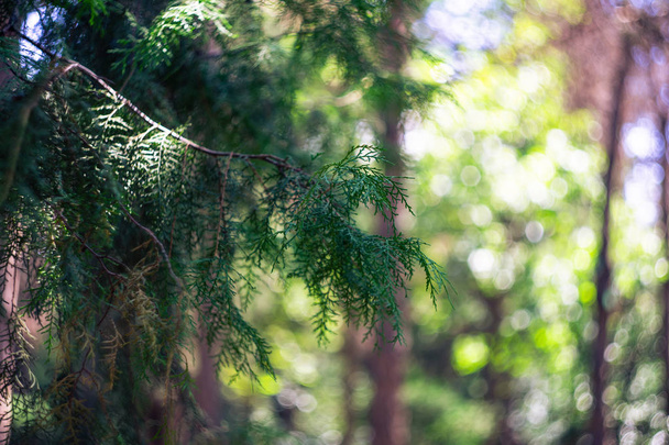 Αειθαλή Τούγια στο καλοκαίρι πάρκο ως φυσικό υπόβαθρο - Φωτογραφία, εικόνα