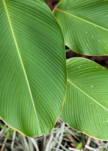 Tropikal muz yaprak doku, büyük palmiye yaprakları clouse kadar - Fotoğraf, Görsel