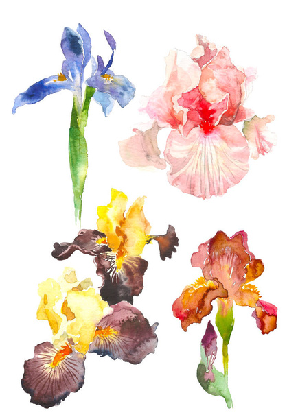 Set of watercolor iris flower. Hand drawn illustration in sketch style for greeting cards, invitations, and other printing projects. - Zdjęcie, obraz