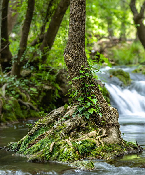 Pequeño árbol que crece en el río con cascada pequeña que cae en la exposición larga en el fondo
 - Foto, imagen
