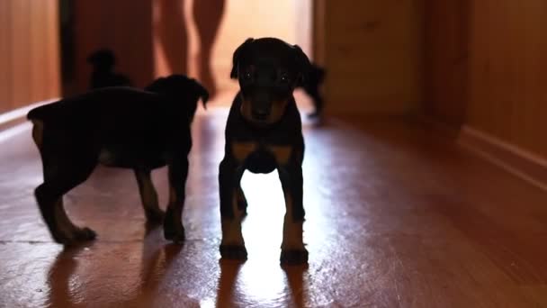 A small dog goes to the camera. Puppies walk down the hall. - Footage, Video