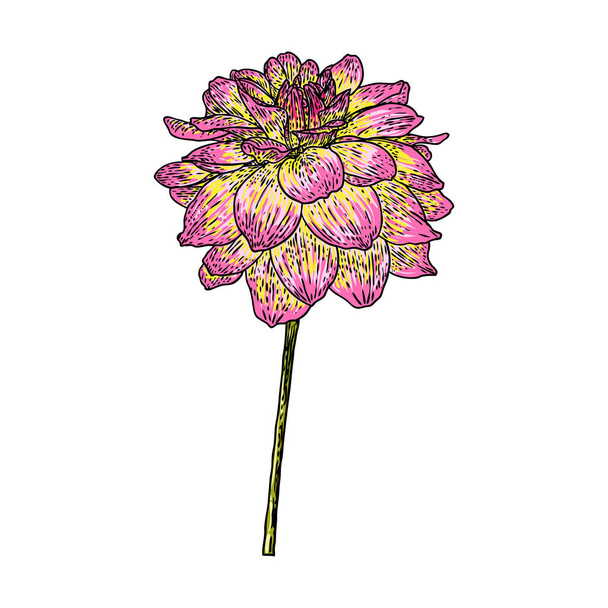 Dahlia or zinnia flower drawing in color, sketch of black line art on white background. Vector. - Vetor, Imagem