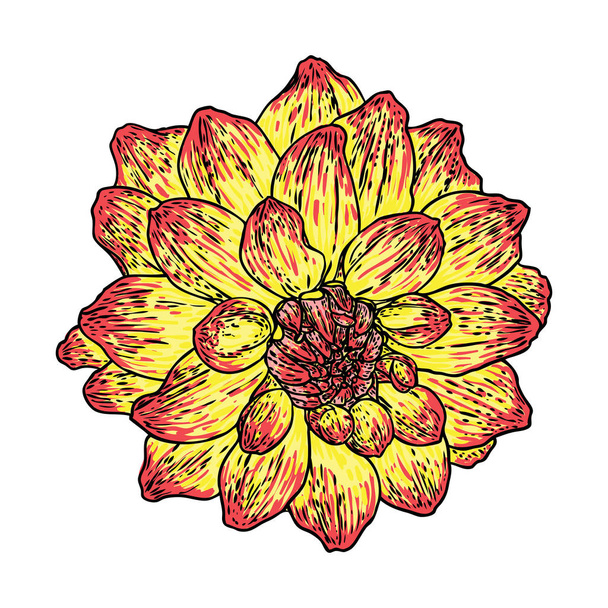 Dahlia flower, related species include the daisy, chrysanthemum, and zinnia. Ink floral art. Floral head for wedding decoration, Valentine's Day, Mother's Day, sales and other events. Vector. - Διάνυσμα, εικόνα