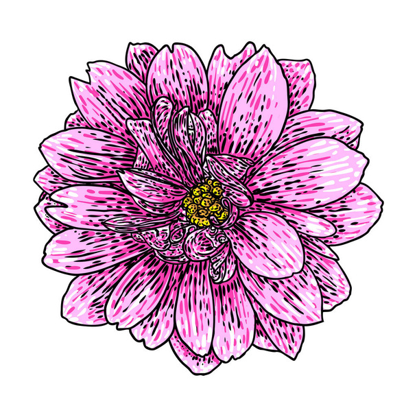 Dahlia. Botanical illustration. Design elements in black and color. Floral head for wedding decoration, Valentine's Day, Mother's Day, sales and other events. Vector. - Wektor, obraz