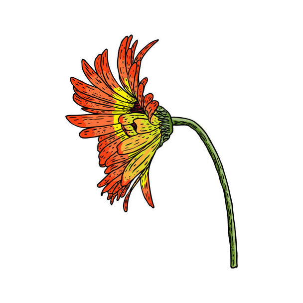 Open petals daisy head flower. Floral Botany drawings. Color line art. Vector. - ベクター画像