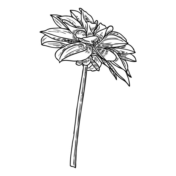 Dahlia flower. Botanical black and white ink vintage illustration. Summer design elements. Related species include the daisy, chrysanthemum, and zinnia. Floral head. Vector. - Διάνυσμα, εικόνα