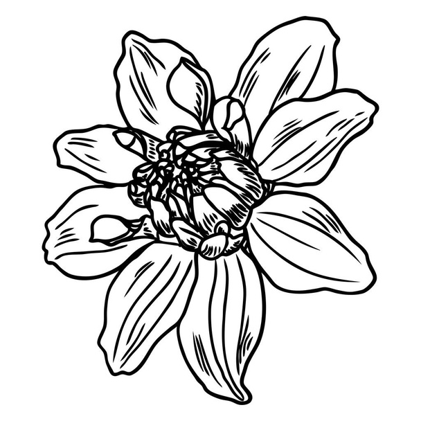 Dahlia flower, related species include the daisy, chrysanthemum, and zinnia. Ink floral art. Floral head for wedding decoration, Valentine's Day, Mother's Day, sales and other events. Vector. - Vetor, Imagem