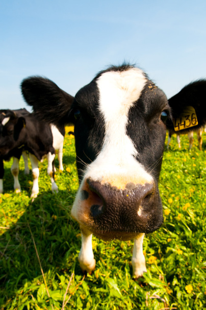 Cow in a pasture - Фото, изображение
