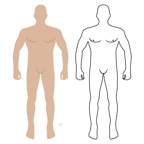 Μόδα άνθρωπος σώμα πλήρες μήκος μπροστινή θέα φαλακρός πρότυπο σχήμα, εικονογράφηση διάνυσμα που απομονώνονται σε λευκό φόντο - Διάνυσμα, εικόνα