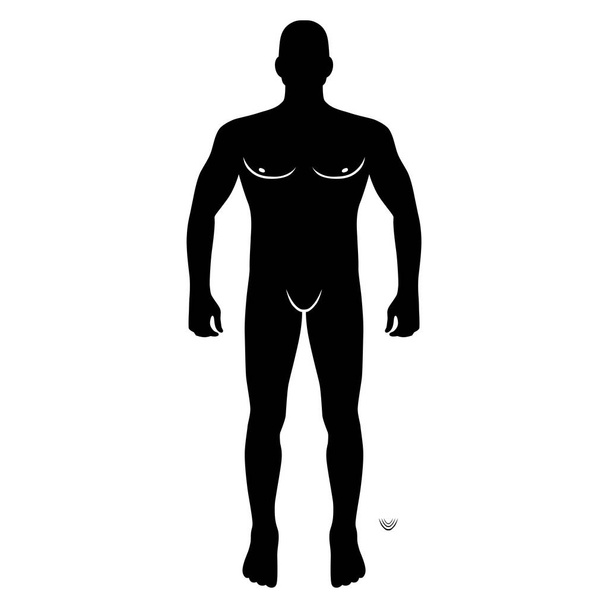 Fashion man body full length front view bald template figure, vector illustration isolated on white background - Vector, Image