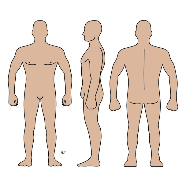 Moda hombre cuerpo de longitud completa calva figura silueta (frente, espalda y vistas laterales), ilustración vectorial aislado sobre fondo blanco
 - Vector, Imagen