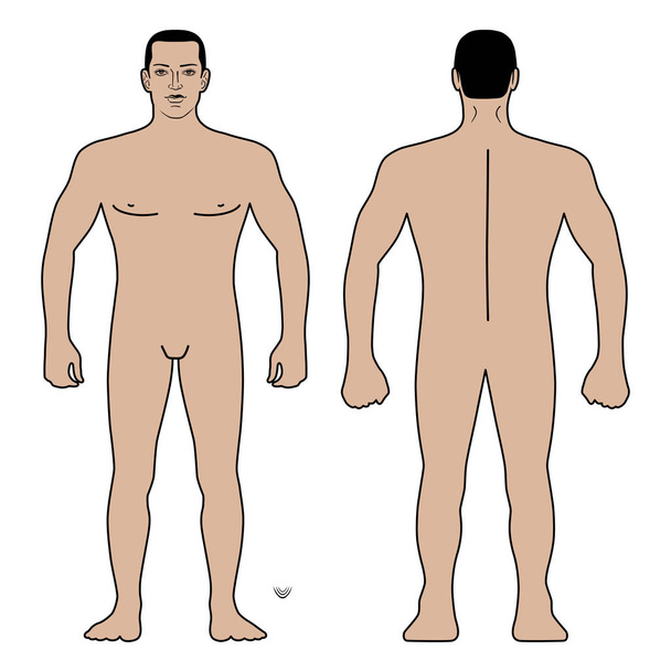 ファッション男体全長テンプレート図シルエット (前面、背面)、白い背景で隔離のベクトル図 - ベクター画像