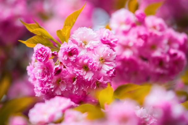 Harmony of nature created a composition with pink sakura flowers and large green leaves. - Φωτογραφία, εικόνα