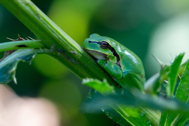 The genus Hyla is a member of the family of tree frogs - Photo, Image