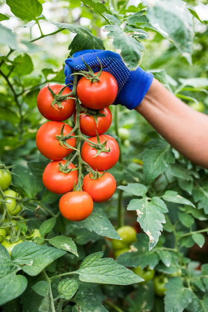 Ręka mężczyzny trzymać bardzo świeże czerwone pomidory, które pobierane w tej chwili cieplarnianych temu - Zdjęcie, obraz
