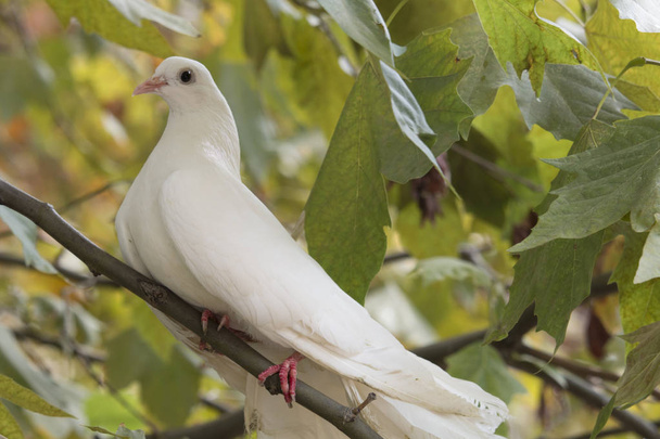 木の枝に座っている白鳩 - 写真・画像