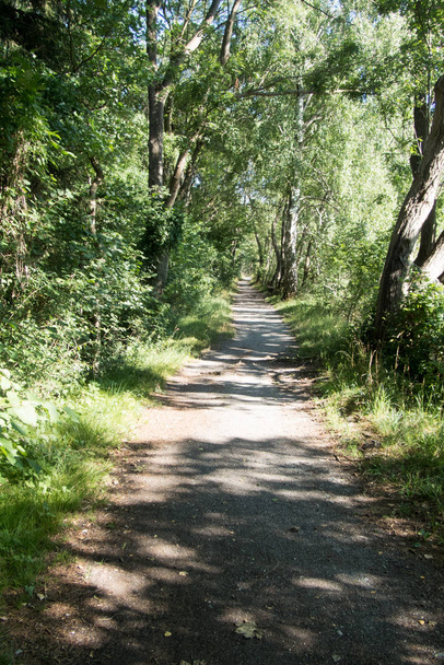 gravel path leading into the distnace in an endless summer forest - Valokuva, kuva