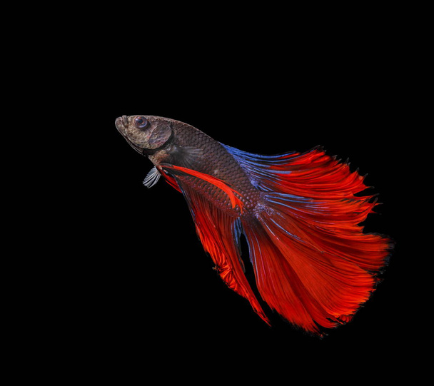 魚の戦い、黒の背景に赤い魚色のシャムの戦いの魚. - 写真・画像