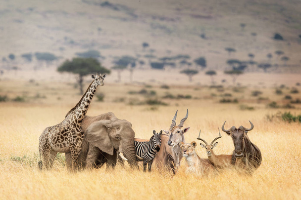 Fantasy scene of a group of wild African safari animals together in the grasslands of the Masai Mara in Kenya, Africa - Photo, Image