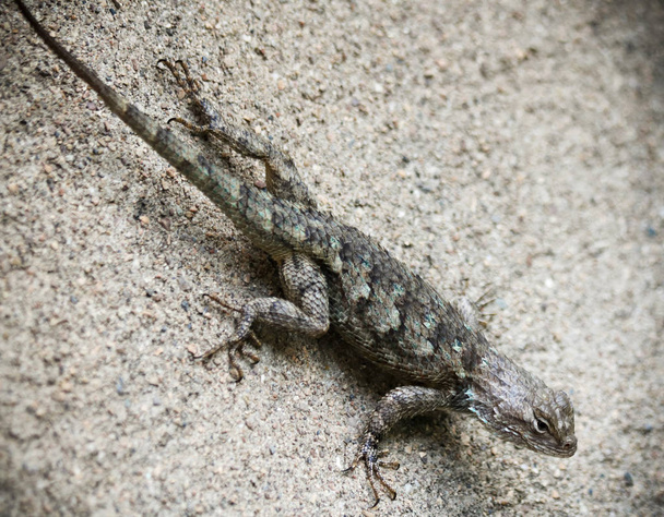 A Clark's Spiny Lizard, Sceloporus clarkii, found in the sonoran desert regions of Arizona and Mexico. - Photo, Image
