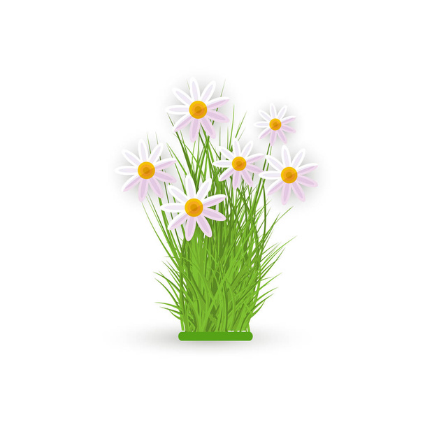 İzole üzerinde beyaz arka plan üzerinde yeşil çim - bahar ve yaz çiçek taze beyaz chamomiles paket. - Vektör, Görsel