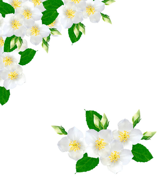 branch of jasmine flowers isolated on white background.  - Zdjęcie, obraz