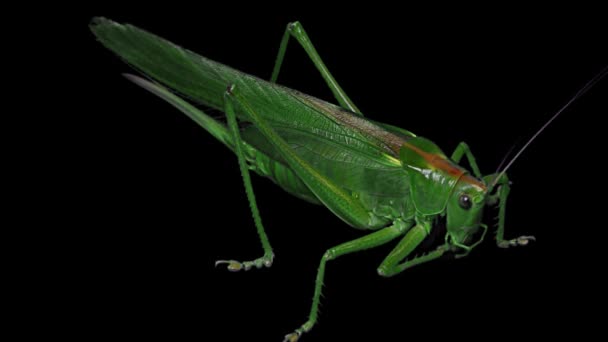 Groene Locust geïsoleerd op zwarte achtergrond - groen Grasshopper trekkende Locust korte gehoornde sprinkhaan - Video