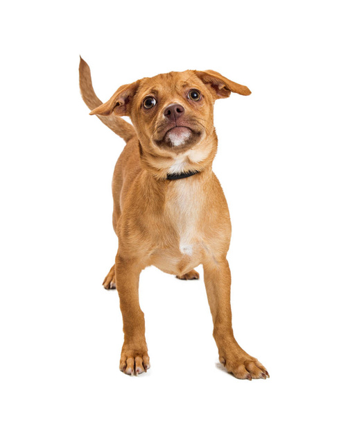 Cor bronzeado bonito misturado cão de raça pequena em pé no branco e olhando para cima
 - Foto, Imagem